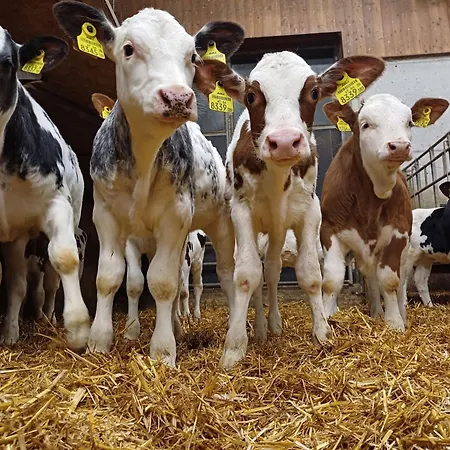 Daire Panoramal By Interhome Langkampfen